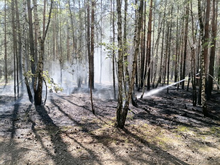 Cottbus: Waldbrand in Schmellwitz wurde schnell entdeckt
