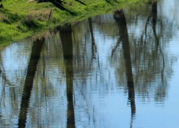 Niedrigwasser: Cottbus verbietet tagsüber Wasserentnahme aus Gewässern