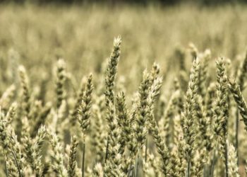 Amt für Statistik Berlin-Brandenburg