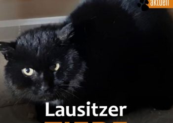 Tierhilfe Südbrandenburg