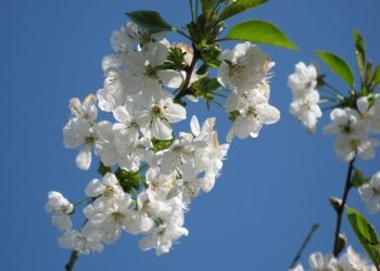 Amt für Statistik Berlin-Brandenburg