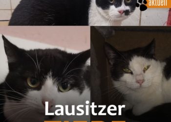 Die Kleinen können entweder zusammen vermittelt werden oder auch allein. Optimal wäre ein neues Zuhause auf einem Hof oder mit einem Stall. 