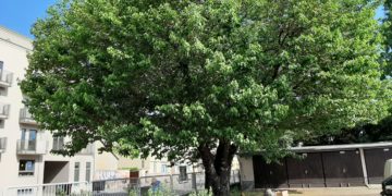 LWG versorgt ältesten Maulbeerbaum von Cottbus