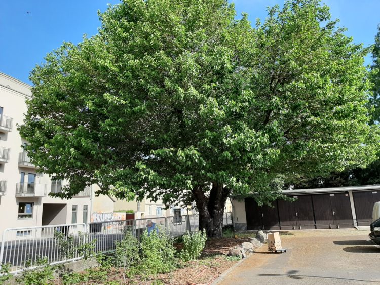 LWG versorgt ältesten Maulbeerbaum von Cottbus