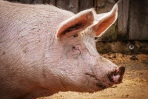 Schweinehaltung in Brandenburg auf historischem Tiefstand