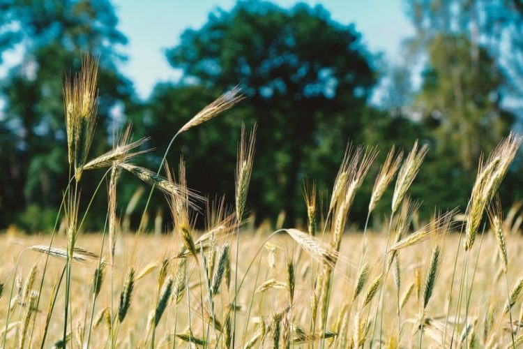 Brandenburger Getreideernte 2021 unterdurchschnittlich