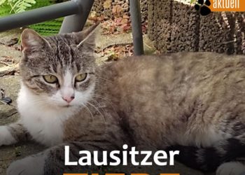 Tierhilfe Südbrandenburg