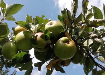 Amt für Statistik Berlin-Brandenburg