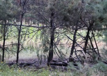 Blaulichtreporter Cottbus 