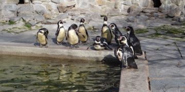 Pinguine