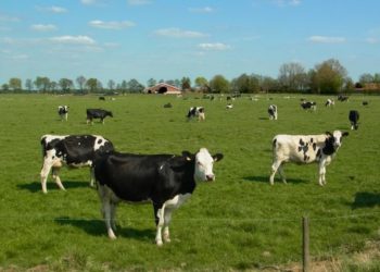 Jetti Kuhlemann_pixelio.de_1