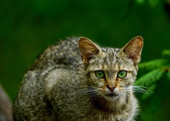 BUND Brandenburg weitet Wildkatzen-Monitoring aus