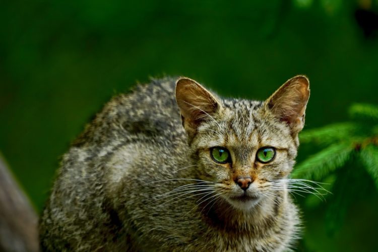 BUND Brandenburg weitet Wildkatzen-Monitoring aus