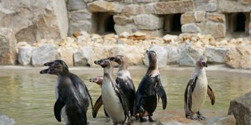 Zoo Hoyerswerda