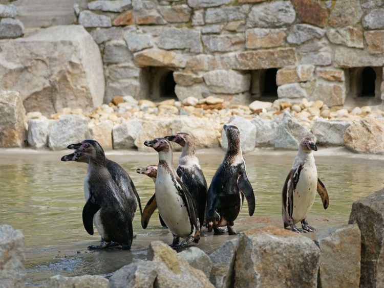 Zoo Hoyerswerda