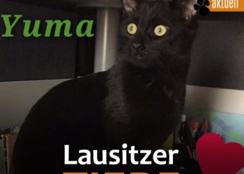 Tierhilfe Südbrandenburg