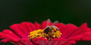 Landkreis Dahme-Spreewald wieder frei von Bienenseuche