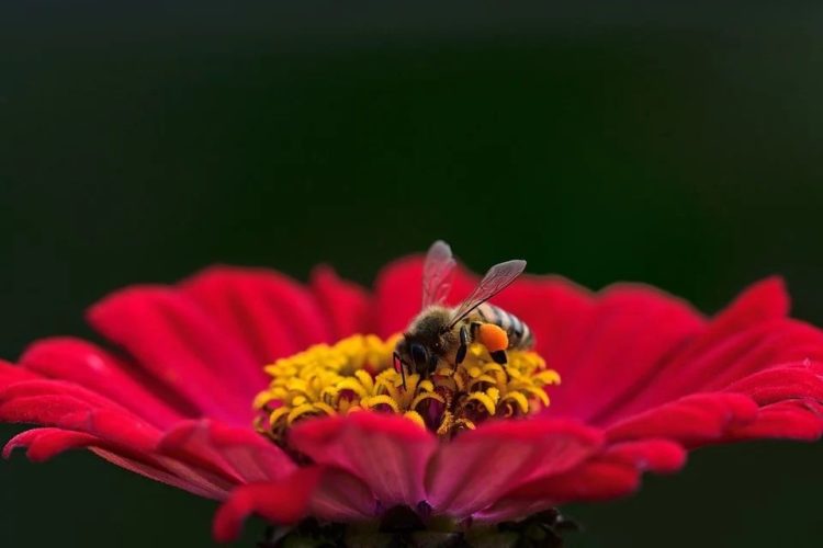 Landkreis Dahme-Spreewald wieder frei von Bienenseuche