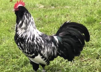 Rassegeflügelzuchtverein Forst e.V.