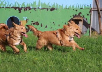 Tierschutzligadorf Neuhausen Spree