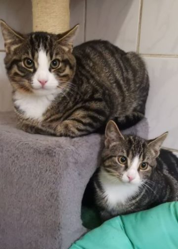 nino und nelly