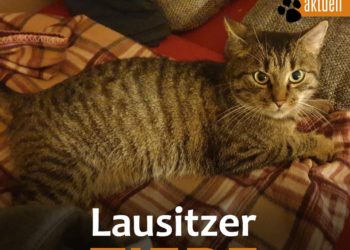 Tierhilfe Südbrandenburg