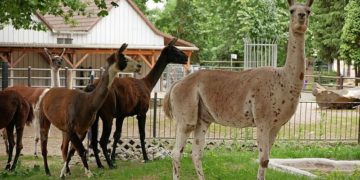 Lamas