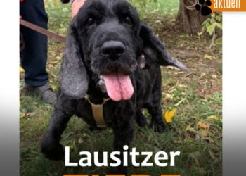 Lausitzer Tiere: Cocker Spaniel Eiko sucht ein Zuhause