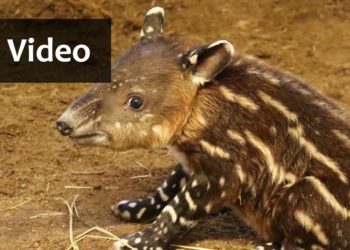 Thumbnail Tapir