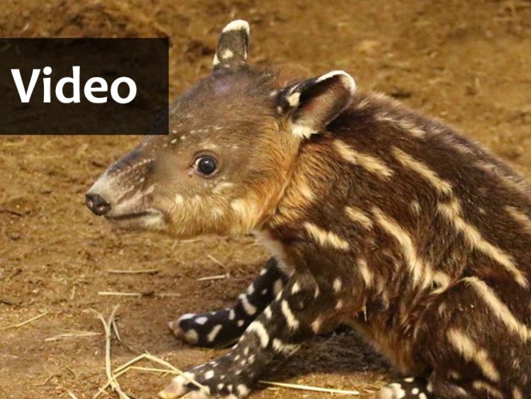 Thumbnail Tapir