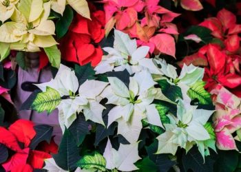 Amt für Statistik Berlin Brandenburg