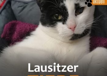 Tierhilfe Südbrandenburg