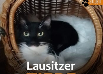 Lausitzer Tiere: Kitty ist bereit, umzuziehen