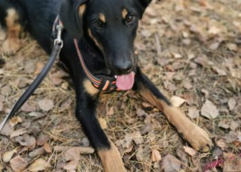 Lausitzer Tiere: Crazy wünscht sich endlich ein richtiges Zuhause