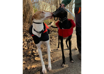 Lausitzer Tiere: Amigo und Fly suchen neues Zuhause