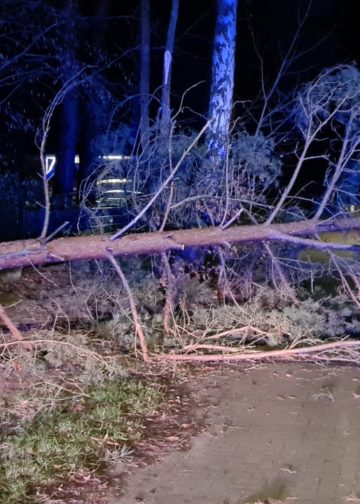 Sturmtief Nadia, Umgestürzter Baum in Zernsdorf