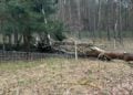 Sturmtief Nadia, umgestürzter Baum in Bagenz