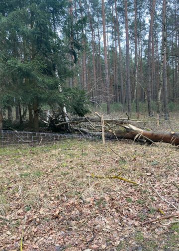 Sturmtief Nadia, umgestürzter Baum in Bagenz
