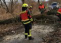 Sturmtief Nadia, umgestürzter Baum in Beeskow; FFW Beeskow