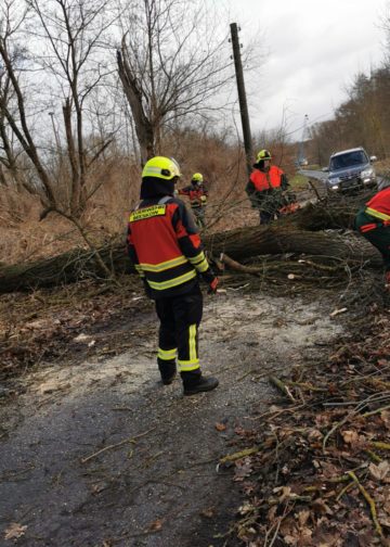 Sturmtief Nadia, umgestürzter Baum in Beeskow; FFW Beeskow