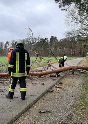 Sturmtief Nadia, umgestürzter Baum zwischen Buckow und Erpwitz; FFW Calau