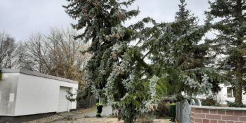 Sturmtief Nadia, umgestürzter Baum in Calau; FFW Calau