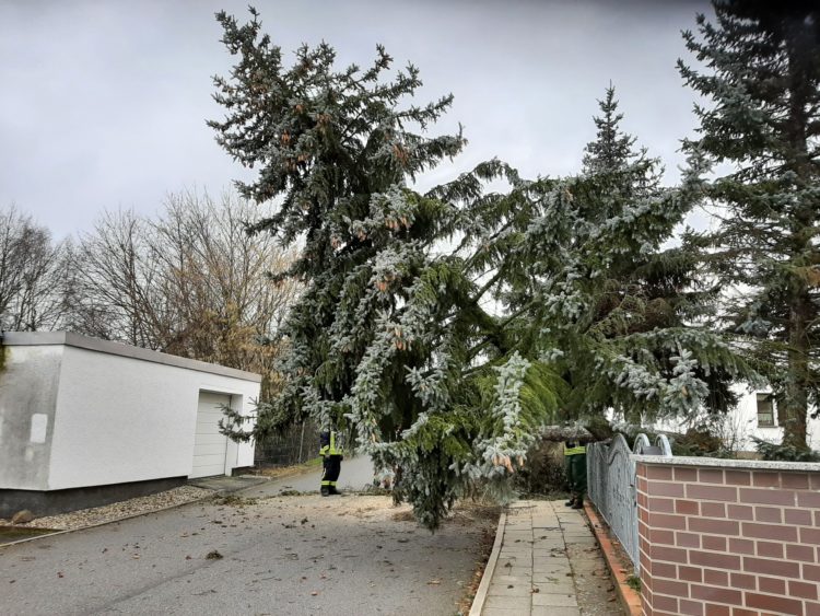 Sturmtief Nadia, umgestürzter Baum in Calau; FFW Calau