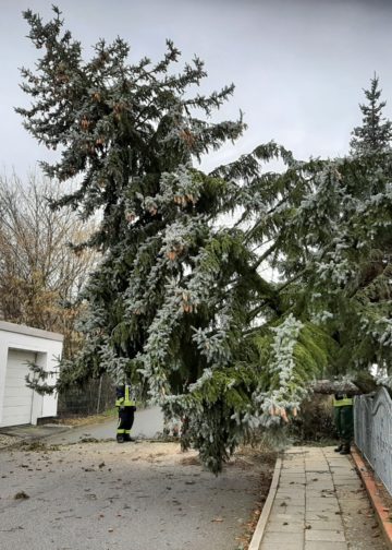 Sturmtief Nadia, umgestürzter Baum in Calau; FFW Calau