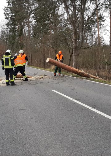 Sturmtief Nadia, umgestürzter Baum zwischen Calau und Settinchen; FFW Calau