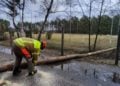 Sturmtief Nadia, umgestürzter Baum in Cottbus-Sielow