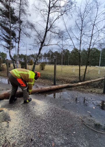 Sturmtief Nadia, umgestürzter Baum in Cottbus-Sielow