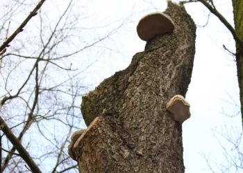 Senftenberg: Baumfällungen am Tierpark vorgezogen