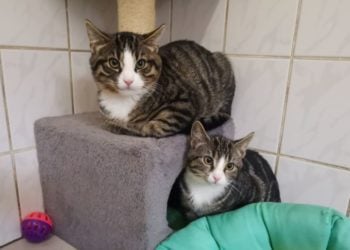 Lausitzer Tiere: Vier Katzenkinder sind zum Auszug bereit