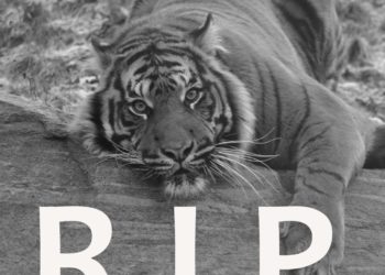 Sumatratiger Masat im Cottbuser Tierpark gestorben